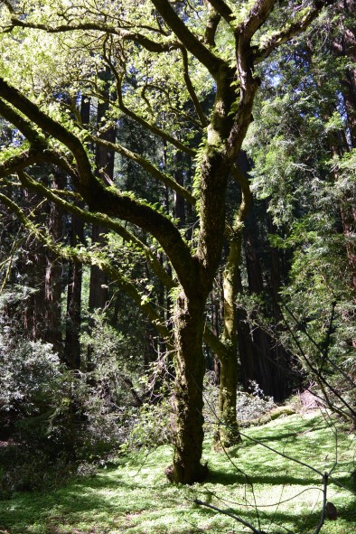 MuirWoods1